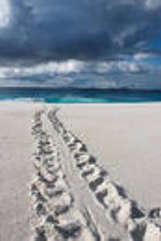 tracks-in-sand